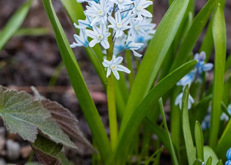 Apollo-Scheinhyazinthe - 10 Blumenzwiebeln