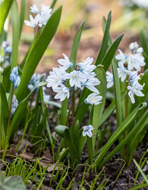 Apollo-Scheinhyazinthe - 10 Blumenzwiebeln