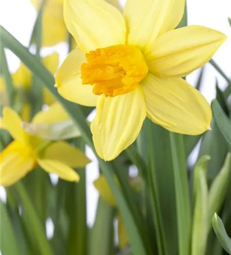 Alpenveilchenartige Narzisse 'Jetfire' - 10 Blumenzwiebeln