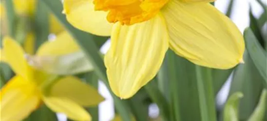 Alpenveilchenartige Narzisse 'Jetfire' - 10 Blumenzwiebeln