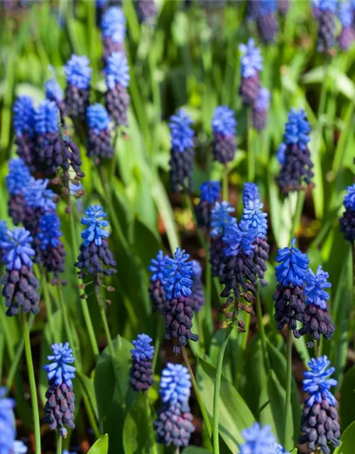 Breitblättrige Traubenhyazinthe - 10 Blumenzwiebeln