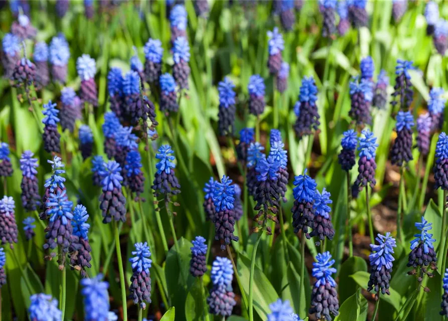 Breitblättrige Traubenhyazinthe - 10 Blumenzwiebeln