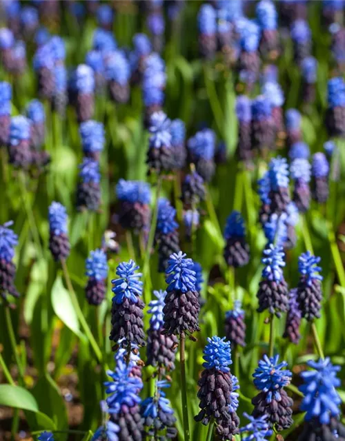 Breitblättrige Traubenhyazinthe - 10 Blumenzwiebeln