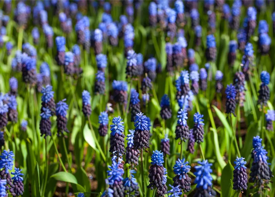 Breitblättrige Traubenhyazinthe - 10 Blumenzwiebeln