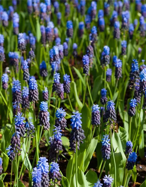 Breitblättrige Traubenhyazinthe - 10 Blumenzwiebeln