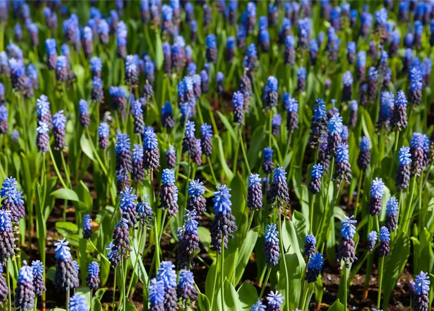 Breitblättrige Traubenhyazinthe - 10 Blumenzwiebeln