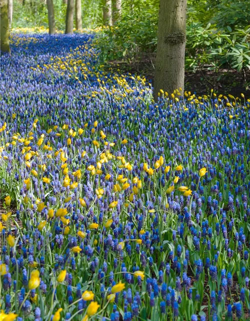 Breitblättrige Traubenhyazinthe - 10 Blumenzwiebeln