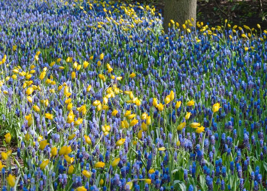 Breitblättrige Traubenhyazinthe - 10 Blumenzwiebeln
