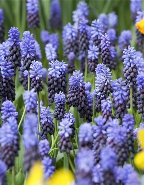 Breitblättrige Traubenhyazinthe - 10 Blumenzwiebeln