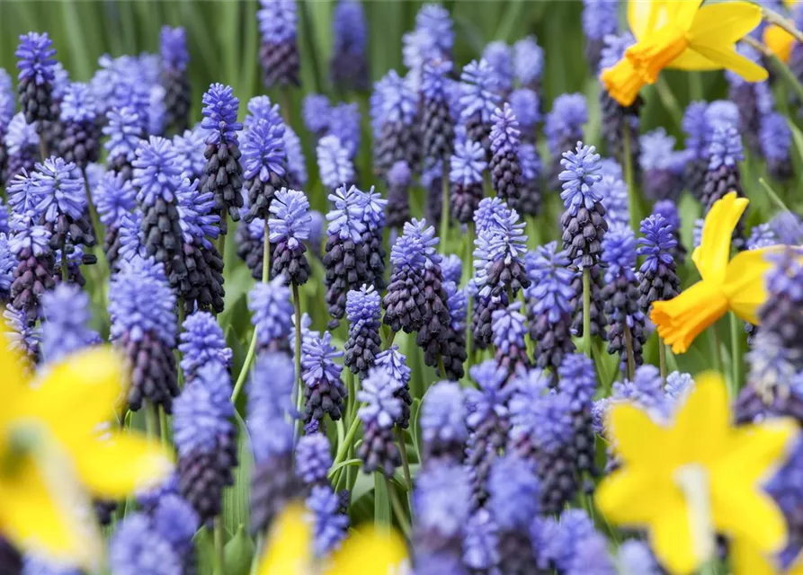 Breitblättrige Traubenhyazinthe - 10 Blumenzwiebeln