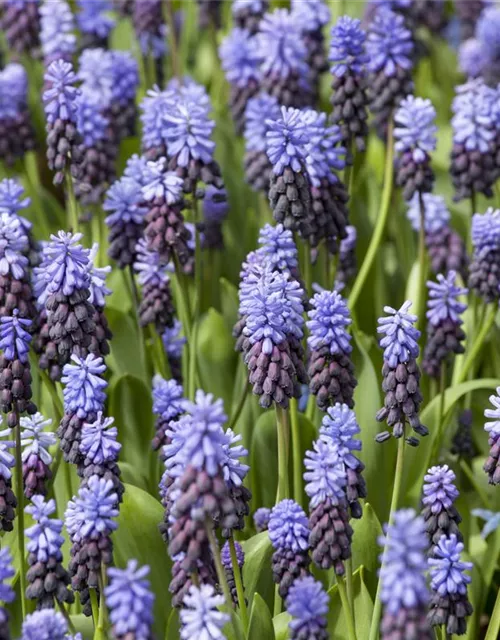 Breitblättrige Traubenhyazinthe - 10 Blumenzwiebeln
