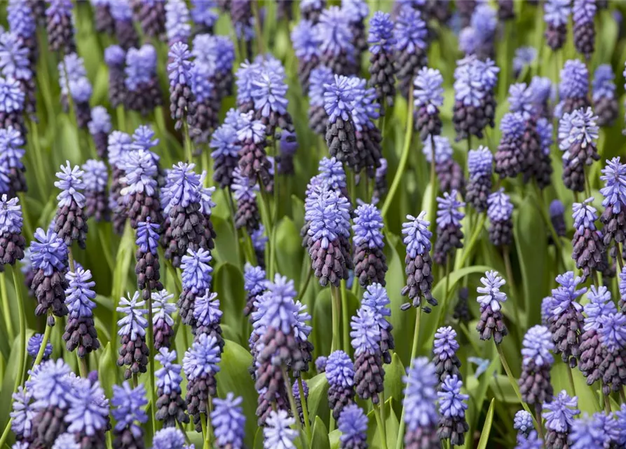 Breitblättrige Traubenhyazinthe - 10 Blumenzwiebeln
