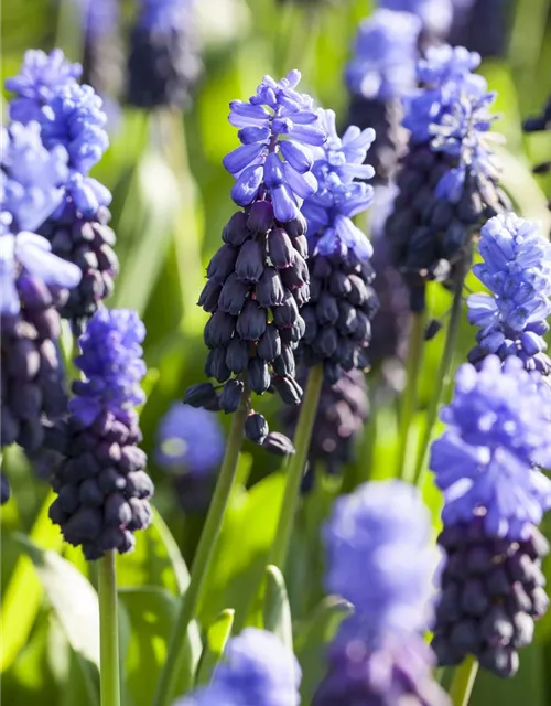Breitblättrige Traubenhyazinthe - 10 Blumenzwiebeln