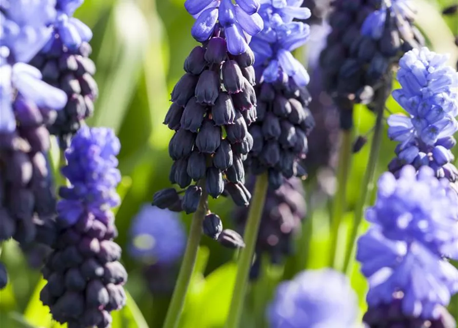 Breitblättrige Traubenhyazinthe - 10 Blumenzwiebeln