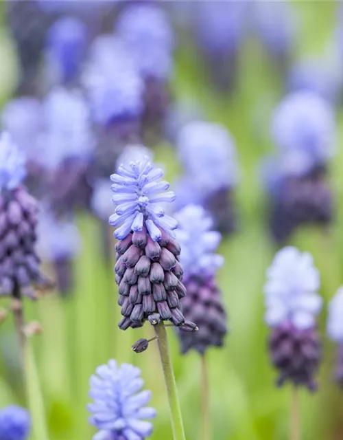 Breitblättrige Traubenhyazinthe - 10 Blumenzwiebeln