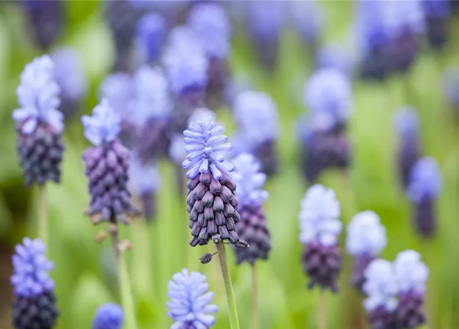 Breitblättrige Traubenhyazinthe - 10 Blumenzwiebeln