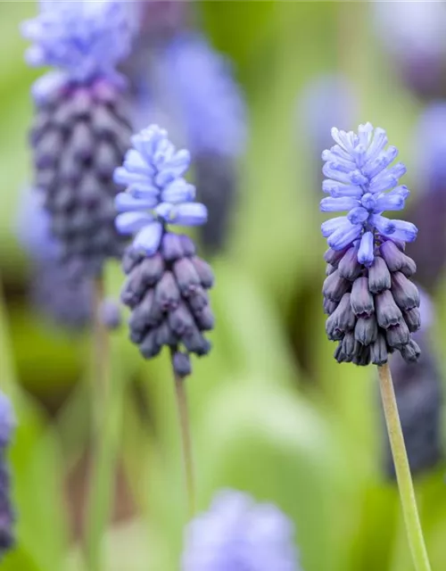 Breitblättrige Traubenhyazinthe - 10 Blumenzwiebeln
