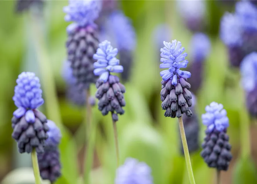 Breitblättrige Traubenhyazinthe - 10 Blumenzwiebeln