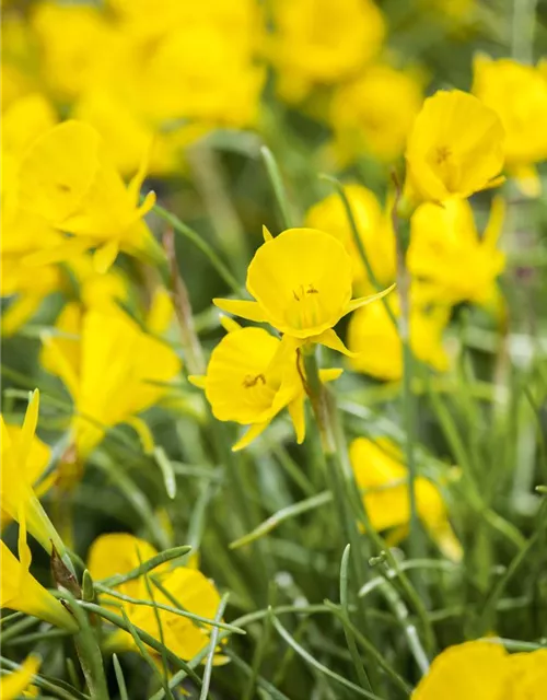 Narzisse 'Golden Bells' 