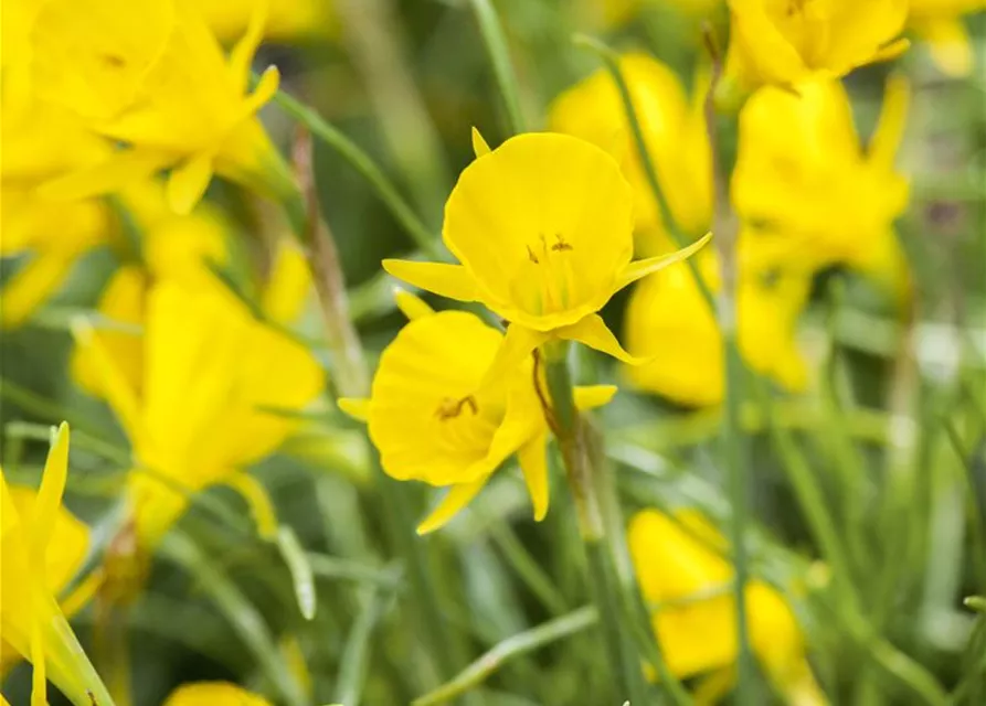 Narzisse 'Golden Bells' 