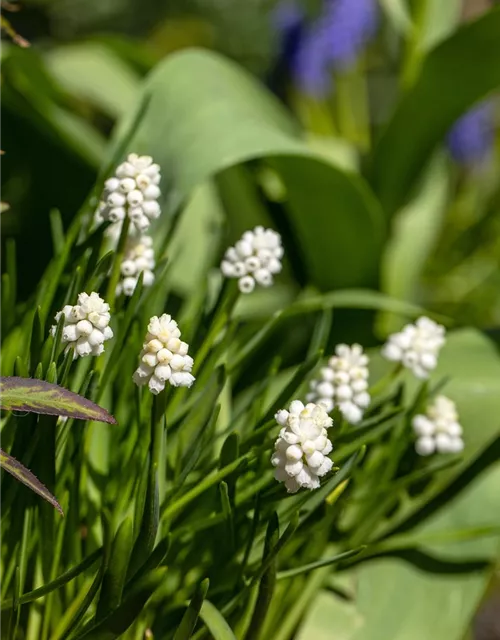 Traubenhyazinthe 'Album' - 10 Blumenzwiebeln