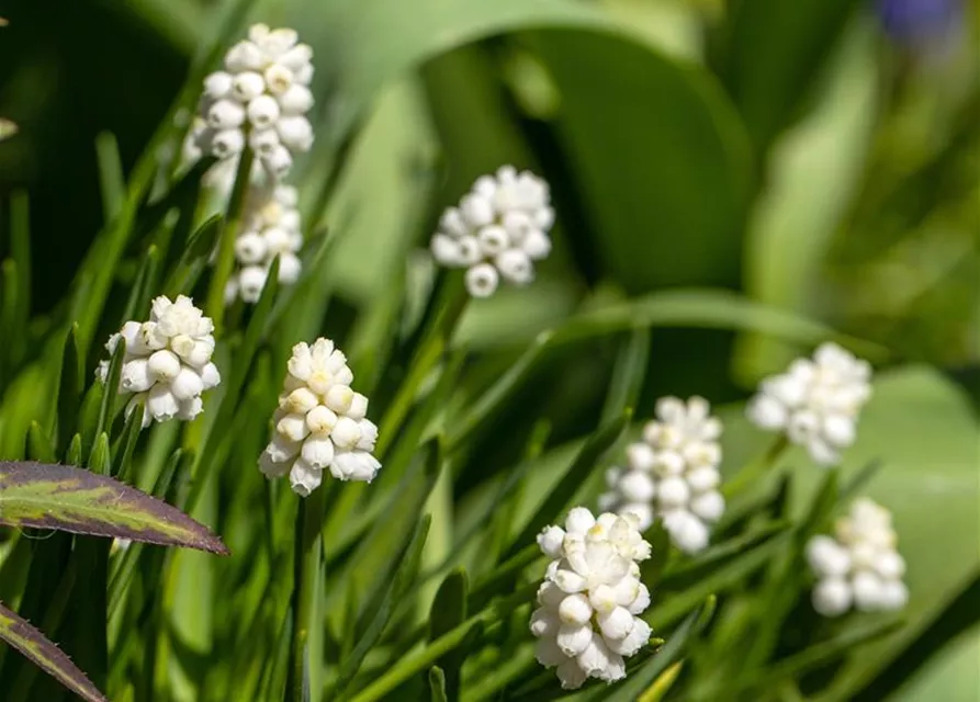 Traubenhyazinthe 'Album' - 10 Blumenzwiebeln