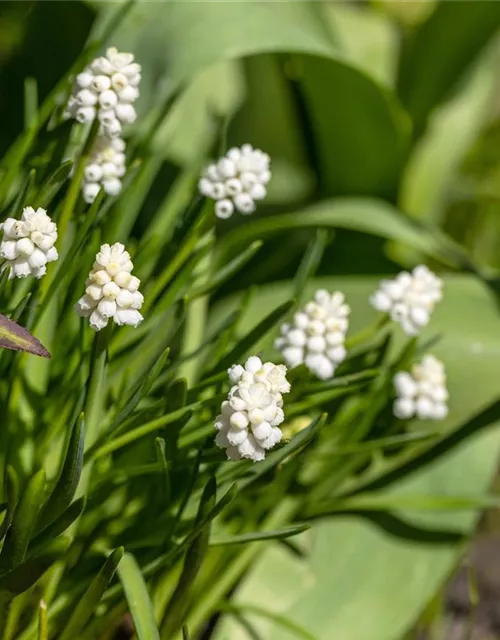 Traubenhyazinthe 'Album' - 10 Blumenzwiebeln