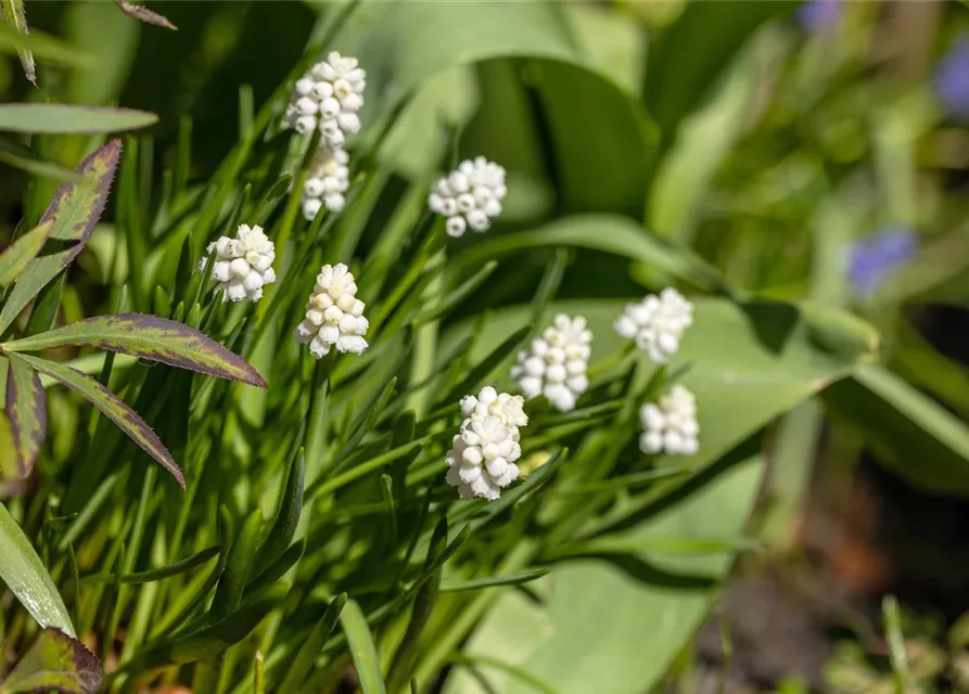 Traubenhyazinthe 'Album' - 10 Blumenzwiebeln