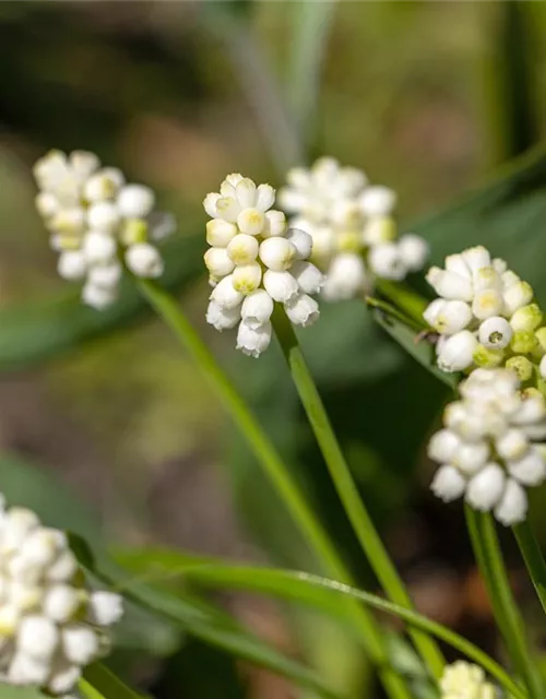 Traubenhyazinthe 'Album' - 10 Blumenzwiebeln