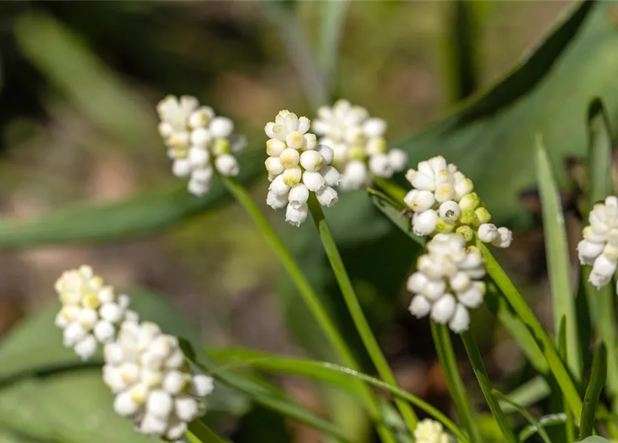 Traubenhyazinthe 'Album' - 10 Blumenzwiebeln