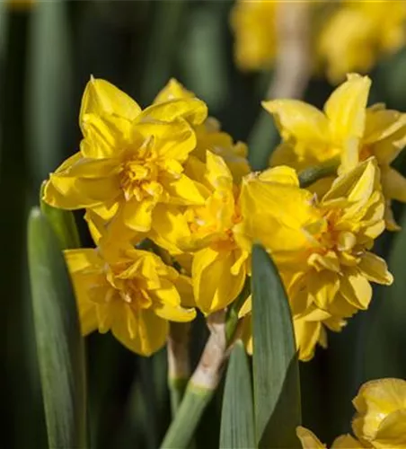 Alpenveilchenartige Narzisse 'Tête-à-Tête Boucle' - 5 Blumenzwiebeln