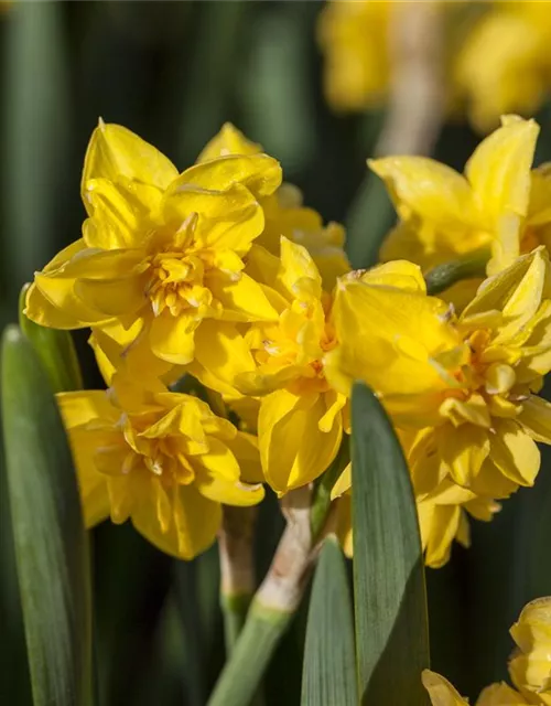 Alpenveilchenartige Narzisse 'Tête-à-Tête Boucle' - 5 Blumenzwiebeln