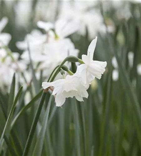 Edelnarzisse 'Thalia' - 10 Blumenzwiebeln