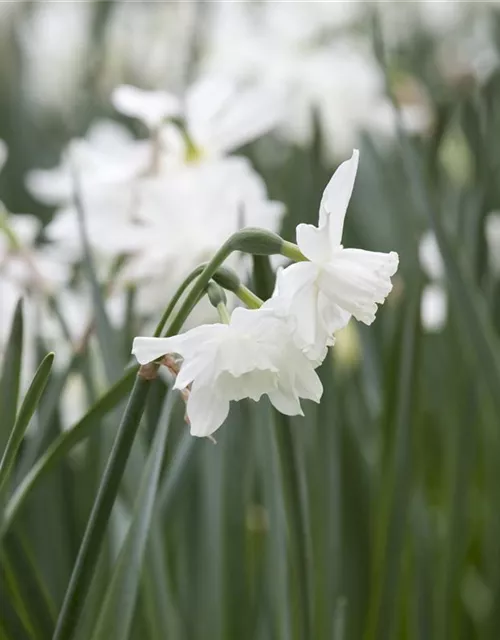 Edelnarzisse 'Thalia' - 10 Blumenzwiebeln