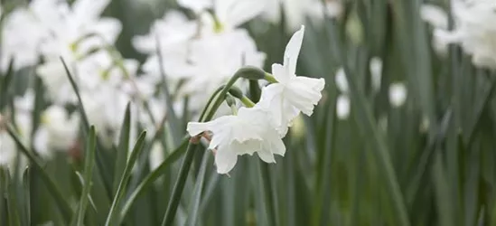 Edelnarzisse 'Thalia' - 10 Blumenzwiebeln