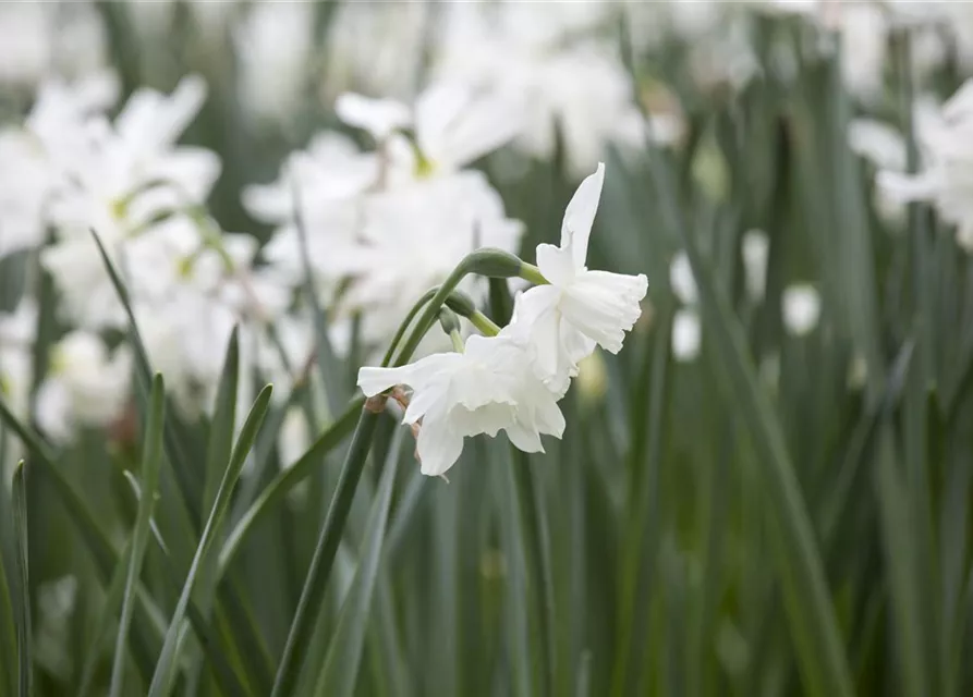 Edelnarzisse 'Thalia' - 10 Blumenzwiebeln
