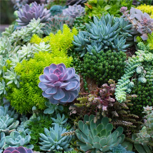 DIY-Workshop 1 'Cooles Wandbild im Urban Jungle Style'