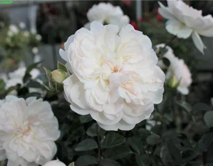 Bodendeckerrose 'Swany'®