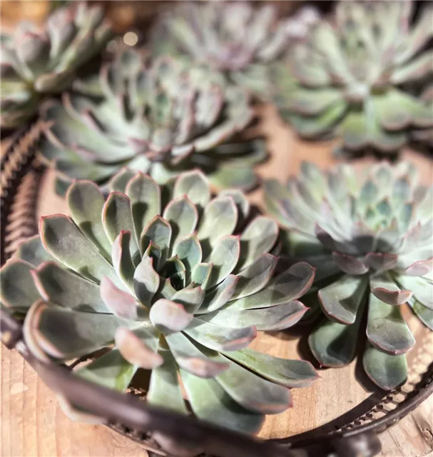 DIY-Workshop Adventskranz binden 