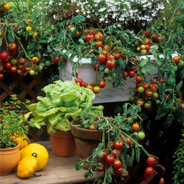 Treffpunkt Gartenwissen: Gemüse aus eigenem Anbau
