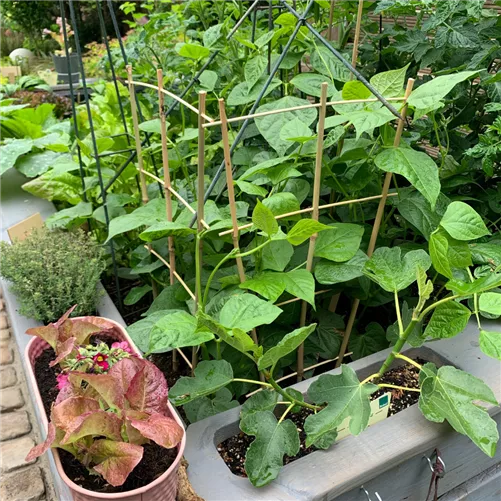 Treffpunkt Gartenwissen: Gemüse aus eigenem Anbau