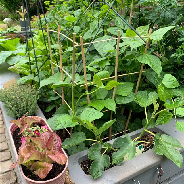 Treffpunkt Gartenwissen: Gemüse aus eigenem Anbau