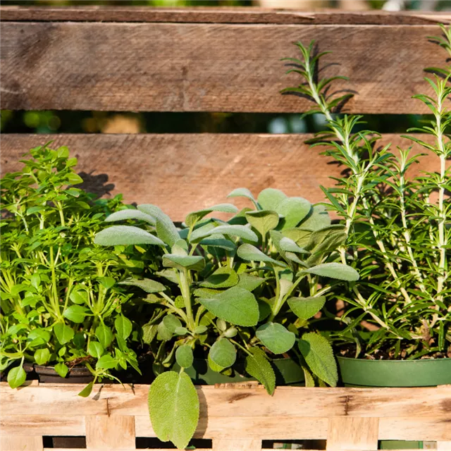 Treffpunkt Gartenwissen: Kräutergenuss – lecker und dekorativ