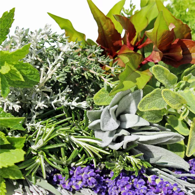 Treffpunkt Gartenwissen: Kräutergenuss – lecker und dekorativ