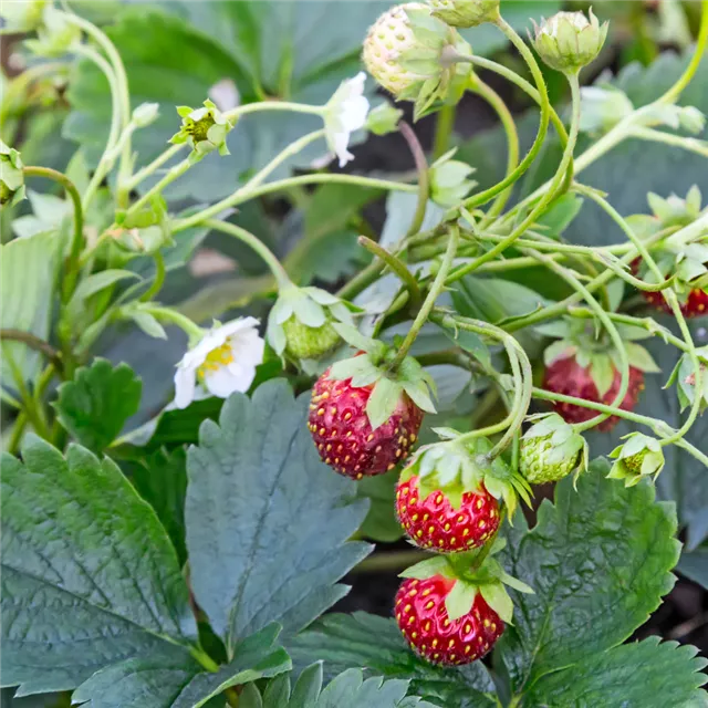 Treffpunkt Gartenwissen: Obstanbau im Herbst