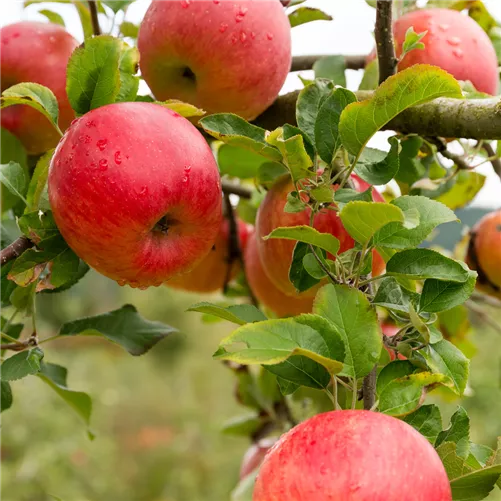 Treffpunkt Gartenwissen: Obstanbau im Herbst