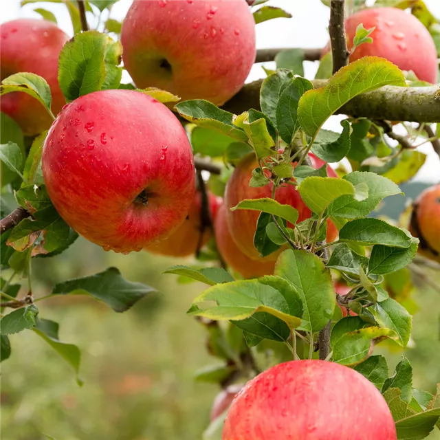 Treffpunkt Gartenwissen: Obstanbau im Herbst