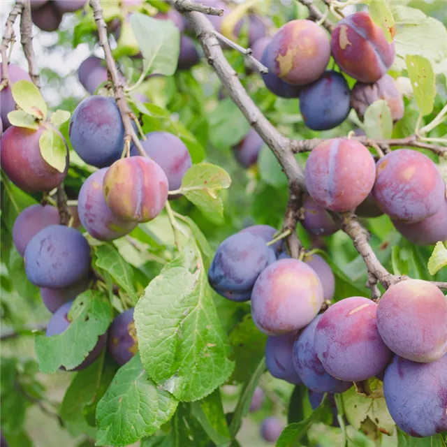 Treffpunkt Gartenwissen: Obstanbau im Herbst