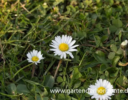 Bellis perennis