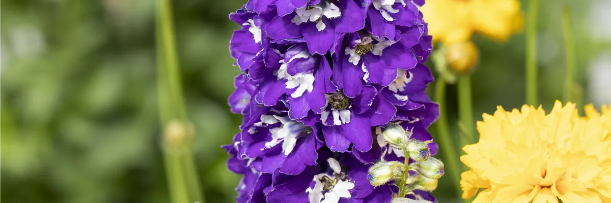 Delphinium pacific, violett